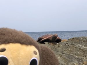 城崎マリンワールド カメ