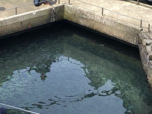 城崎マリンワールド 釣り堀